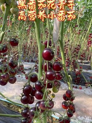 黑番茄花青子～非转基因品种！产量高，硬度好，深受高端市场青睐！收益很高！#抖音助农 #新农人计划2024 #农业种植 #三农 #黑番茄