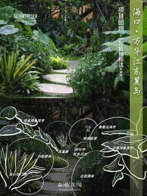 项目回顾vol.2| 海南&middot;万华&middot;江东麓岛  此系列回顾我们为海南&middot;万华&middot;江东麓岛打造的极具热带风情的花境项目。  接下来是为大家介绍我们打造的江东麓岛大区的夹道景观植物搭配之一&darr;&darr;&darr;  🌱模拟热带雨
