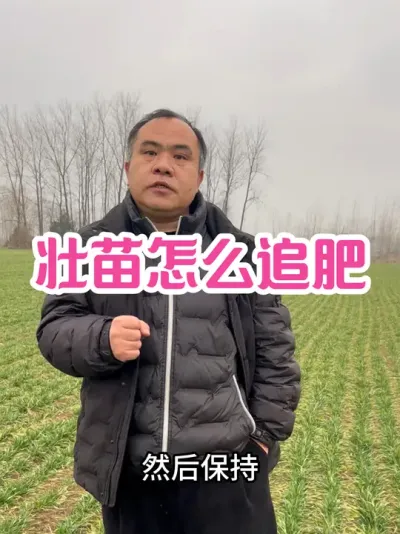 壮苗怎么追肥？ 壮苗分大中小三种，对应追肥时间不同！#三农种植 #农业种植技术
