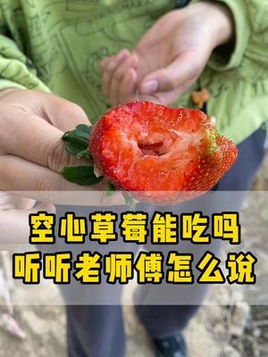 空心草莓能吃吗？听听老师傅怎么说#畸形草莓 #空心草莓 #草莓 #草莓采摘