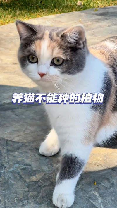 家里有猫，这些植物千万别养！