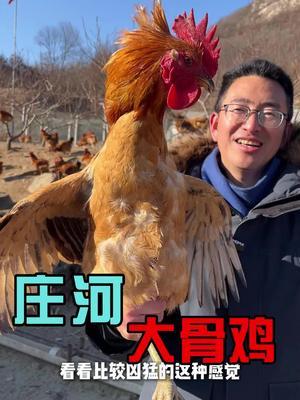 东北农村特产 庄河大骨鸡，跑山放养8个月才上市#抖音助农 #三农 #走地鸡