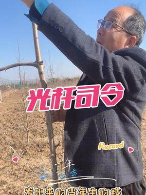 错误的操作 光杆司令，光秃带严重，是刻芽不到位。#果树修剪 #修剪 每天早6点直播