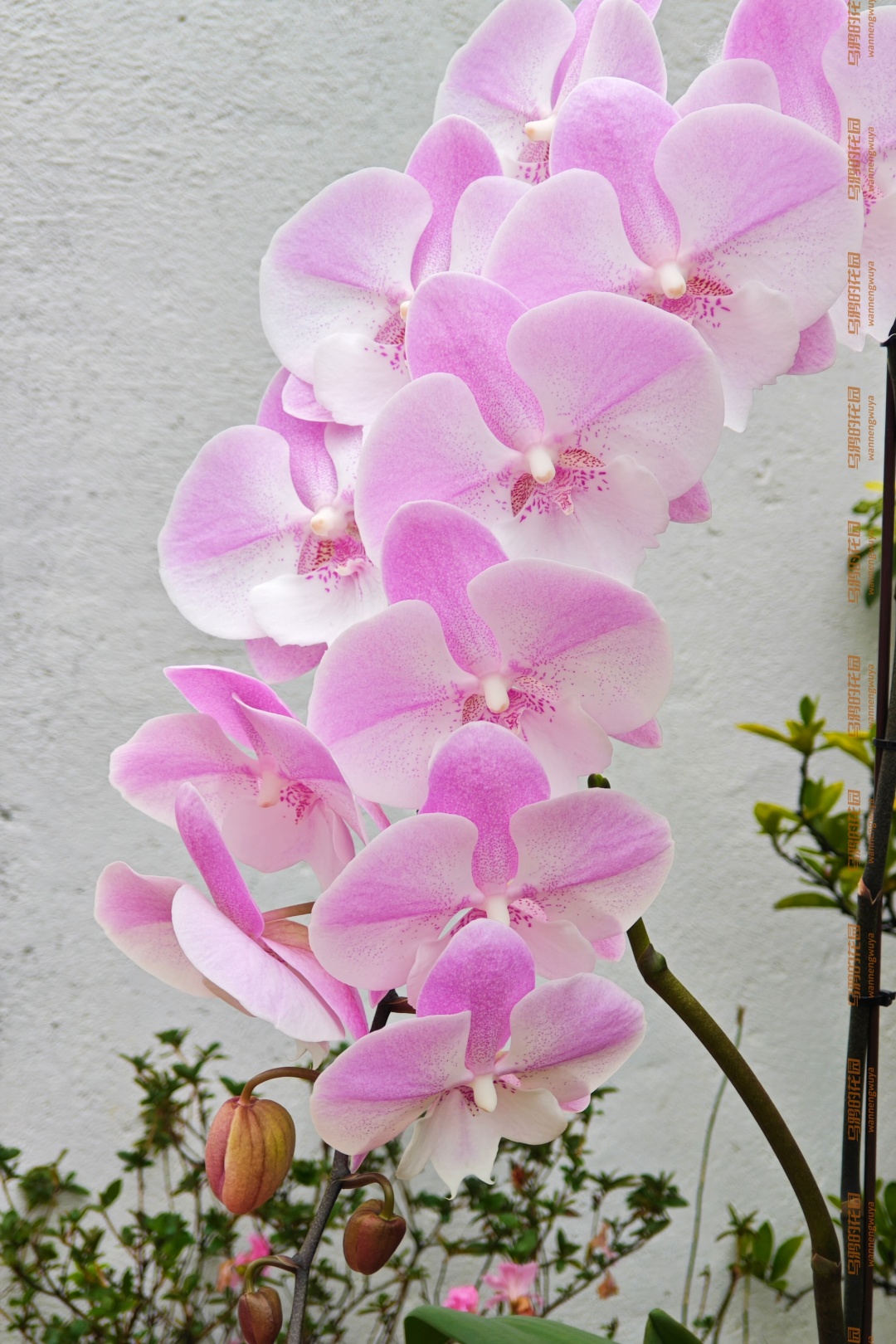 http://static.ixuenong.com/pxn/uploads/prod/thirdfile/2025/02/3bfc554c6ba55305f2a4fb82f559d62b.jpg