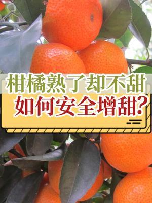 柑橘熟了却不甜！如何安全增甜？ #抖音知识年终大赏 #内容启发搜索 #柑橘种植 #增甜 #新农人计划