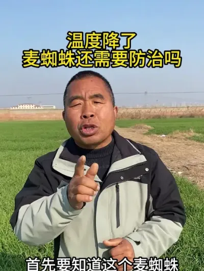 温度降了麦蜘蛛还需要防治吗？ #红蜘蛛 #红蜘蛛防治 #小麦 #麦田红蜘蛛 #小麦管理