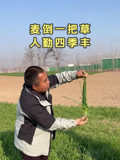 麦倒一把草，人勤四季丰。 #小麦管理 #小麦种植管理技术 #小麦种植大户 #三农 #小麦旺长的危害