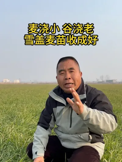 麦浇小，谷浇老，雪盖麦苗收成好！ #三农 #抖音助农 #新农人计划 #农业种植 #小麦