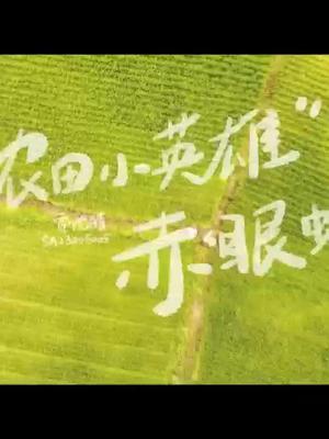 农田小英雄&mdash;&mdash;赤眼蜂（视频来源：科普中国）