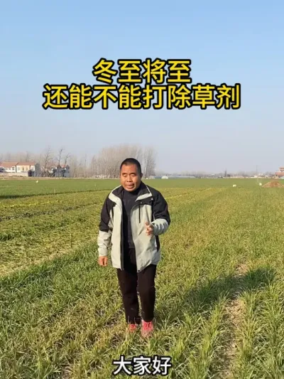 小麦打除草剂出现药害怎么办？ #除草剂药害 #除草剂药害怎么解 #小麦种植 #小麦管理 #三农