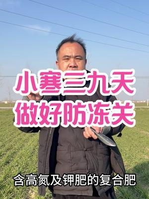 小寒三九天，做好防冻关 宿州深冬小麦白天始终无眠，还有一段阳春天，加强防冻，麦不休，人不闲！#农业种植技术