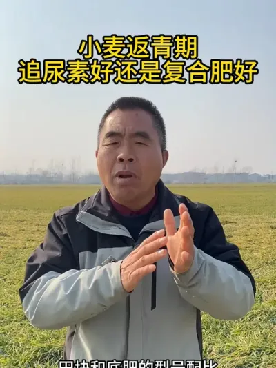 小麦返青期追尿素好还是复合肥好？ #小麦追肥 #小麦种植管理技术 #三农种植 #服务三农支持三农