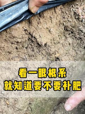每天看一遍草莓根系，发黄了就得补充肥料了 #草莓种植  #根系  #肥料  #大丰收 #种植小技巧