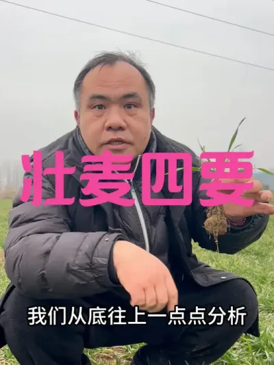 壮麦四要 四个都具备，亩产1500真不难！#三农种植 #农业种植技术