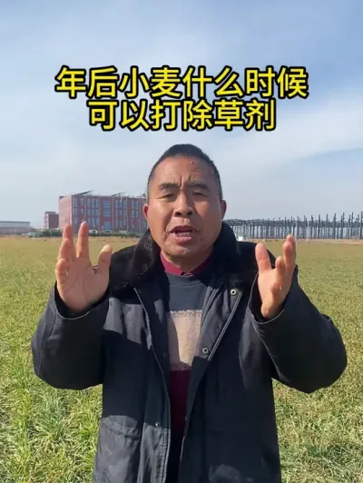 年后小麦什么时候可以打除草剂 #小麦田间管理 #三农 #三农种植 #服务三农支持三农