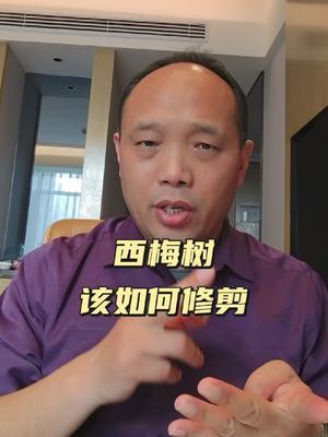 西梅树该如何修剪#果园管理 #西梅种植#农田行者 #农田行者技术服务联盟