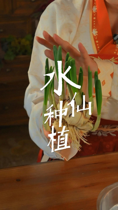 记住2个小窍门，包你水仙开爆盆