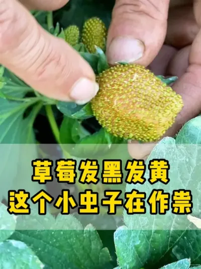 草莓果子变黑开裂，看看是不是这个小虫子在作祟 #草莓种植  #种草莓  #农业种植  #正能量 #抖音助农