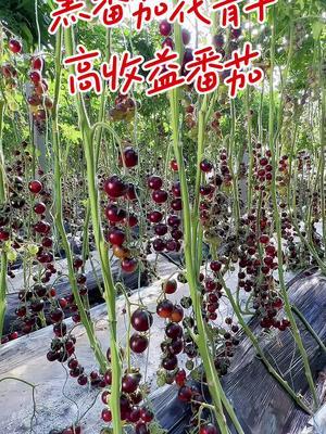 黑番茄花青子，不仅营养价值高，产量也非常高，收购价格好，效益非常不错，一棵100多的种植收益！#农业种植 #三农 #抖音助农 #优质种苗 #黑番茄