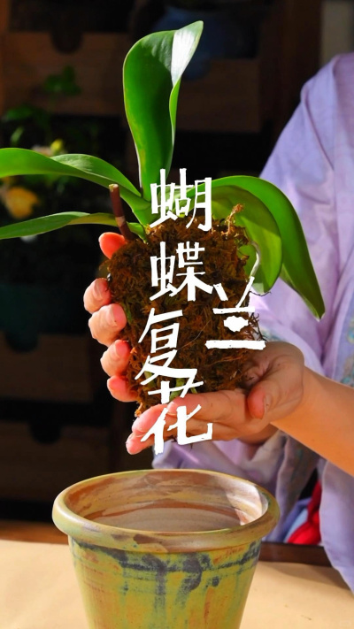 开败的蝴蝶兰不要扔，这样处理可以再次复花