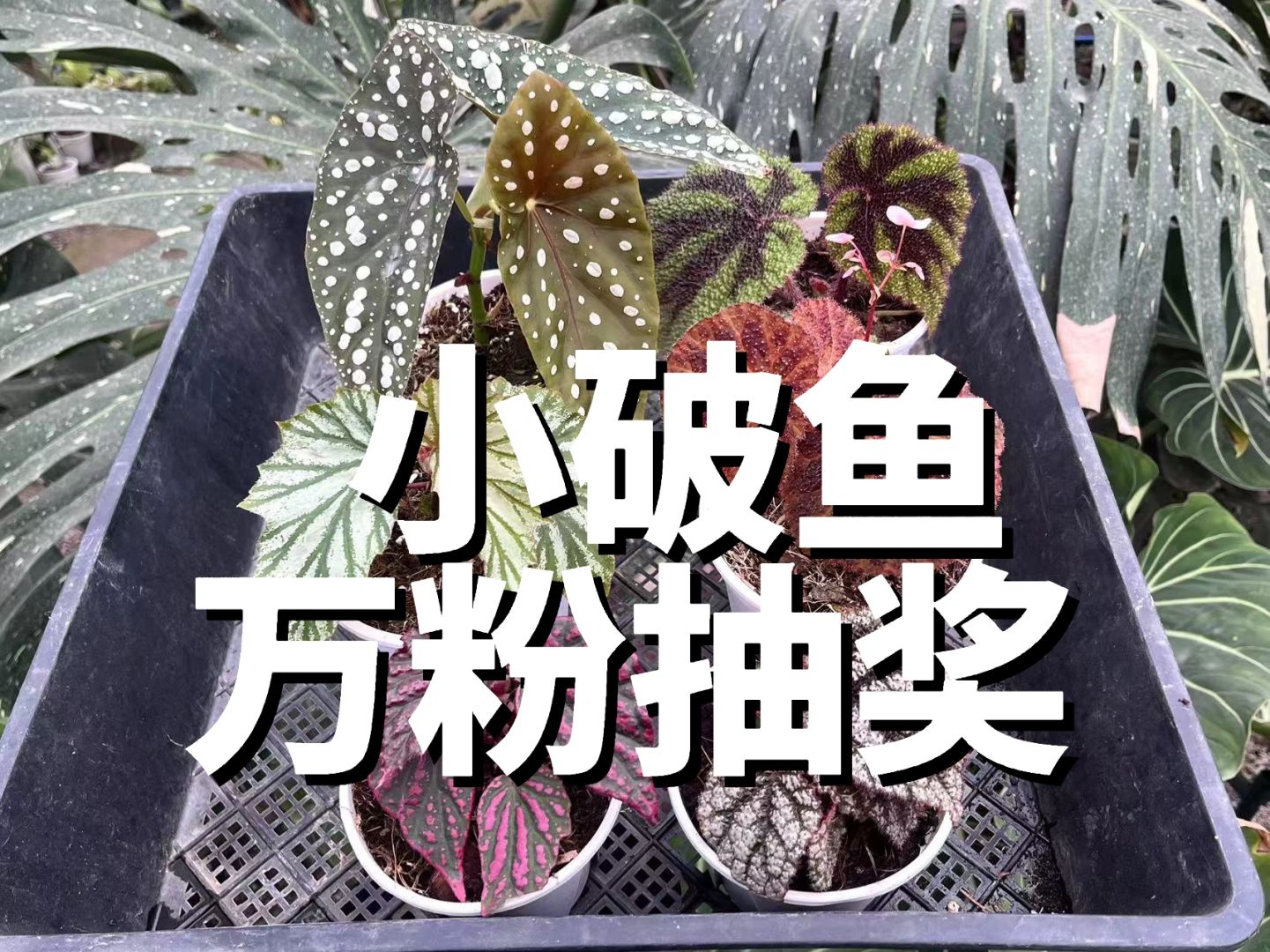 http://static.ixuenong.com/pxn/uploads/prod/thirdfile/2025/02/5318557e3c8e0e85ddb5bc86c7a99ec3.jpg