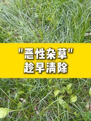 &ldquo;恶性杂草&rdquo;，趁早清除！ #农业种植 #种植小技巧 #农业 #农业技术