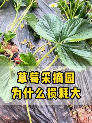 草莓采摘园的损耗为什么这么大？？？ #草莓种植   #草莓采摘园  #草莓采摘  #果燃特别生态农场 #抖音助农