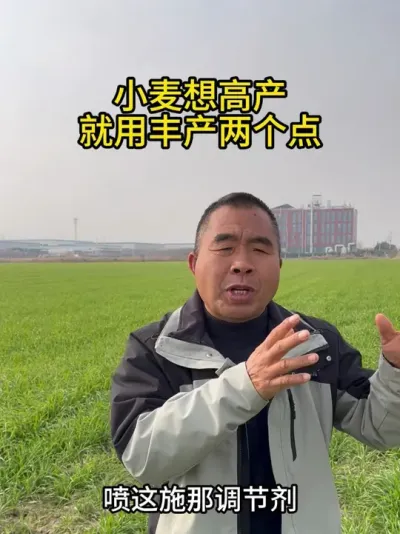 小麦想高产，就用丰产两个点~ #小麦高产 #小麦管理 #小麦种植 #大田种植 #三农