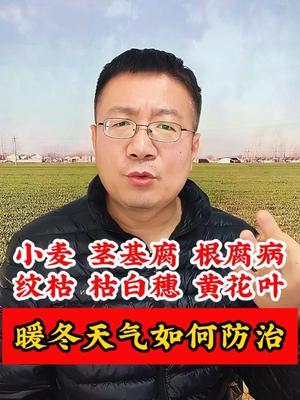 四九河开来年有灾，暖冬干旱天气，小麦返青期如何管理？ #小麦种植 #小麦高产技术 #小麦种植管理技术 #小麦管理 #小麦增产