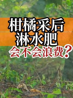 柑橘采果后淋水肥，会不会浪费呢？ #柑橘种植 #水肥一体化 #新农人计划2025  #涨知识 #农业种植