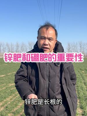锌肥和硼肥的重要性 原因：螯合（作物可利用态）锌肥促进小麦发根，可溶性硼肥助力小麦育粒！#三农种植 #农业种植技术
