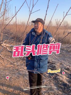 主从关系要分明 这样桃树头很乱，怎么办？#果树修剪 #果园管理 #修剪 #施肥