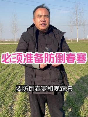 必须准备防倒春寒 目前的镇压浇水都是防倒春寒的。届时还会分享别的方法！#三农种植 #农业种植技术