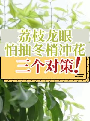 荔枝龙眼怕抽冬梢冲花 三个对策 #抖音知识年终大赏 #内容启发搜索 #冬梢 #冲花 #龙眼