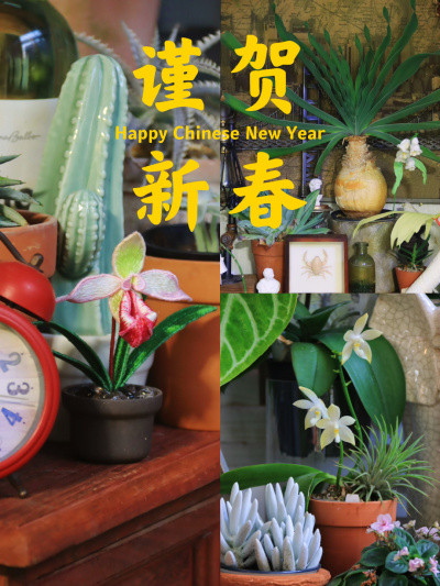 有没有人的阳台可以永远都是春天？