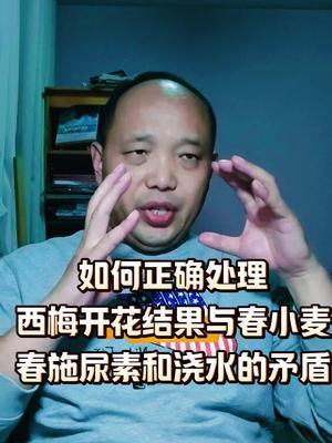 如何正确处理西梅开花结果与春小麦春施尿素和浇水的矛盾？西梅种植#农田行者#农田行者技术服务联盟