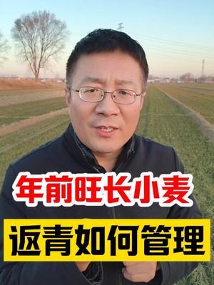 年前旺长小麦，返青期如何管理防倒伏增产？ #小麦种植 #小麦管理 #小麦高产技术 #小麦旺长怎么办 #小麦年后管理