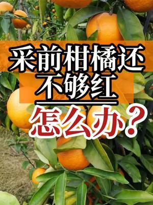 采前柑橘还不够红，怎么办？ #新知贺岁眼界大开 #新农人计划2025  #柑橘种植 #转色增甜 #涨知识