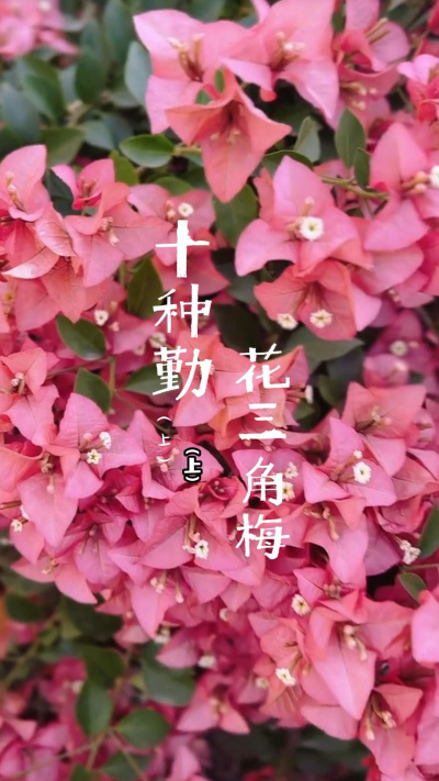10种勤花三角梅（上）
