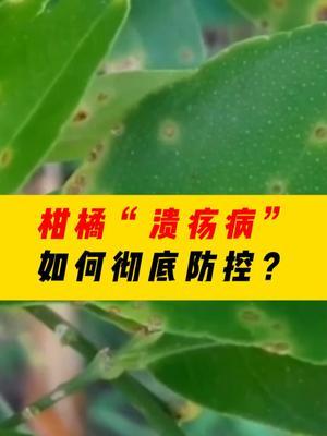 柑橘&ldquo;溃疡病&rdquo;如何彻底防控？！ #种植小技巧 #病虫害防治 #农业种植#农业技术