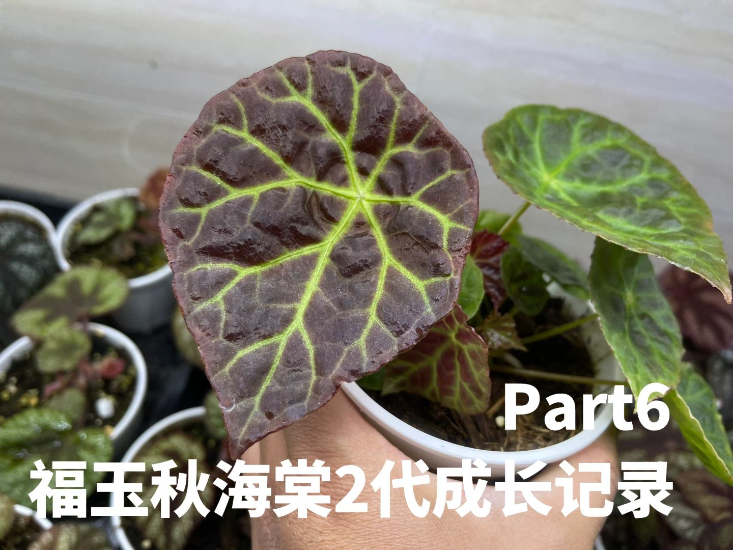 http://static.ixuenong.com/pxn/uploads/prod/thirdfile/2025/02/69d2963b1a760493684808cc318417e3.jpg