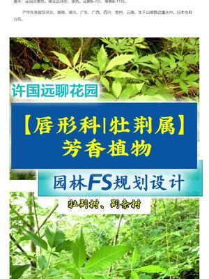 芳香植物。我们生活中芳香植物有哪些呢？欢迎评论区留言#许国远 #植物科普 #植物康养 #百嘉康生物 #药食同源 @金陵比德设计 @琳海植保张张