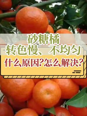 砂糖橘转色慢、不均匀，什么原因？怎么解决？ #抖音知识年终大赏 #内容启发搜索 #砂糖橘 #转色增甜 #支持三农扶持三农发展