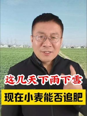 这几天下雨下雪，小麦现在能否追冬肥？ #小麦种植管理技术 #小麦追肥 #小麦高产技术 #小麦种植 #分享农业知识帮农民增产增收