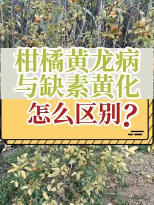 柑橘黄龙病黄化与缺素黄化怎么区别？ #抖音知识年终大赏 #内容启发搜索 #黄龙病 #缺素 #涨知识