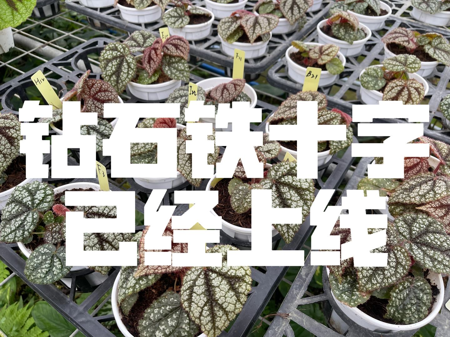 http://static.ixuenong.com/pxn/uploads/prod/thirdfile/2025/02/73abc29229d3a8c0189c8de53304b127.jpg