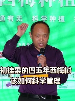 刚刚进去挂果期的西梅如何科学管理#西梅种植#农田行者技术服务联盟#农田行者#果树管理