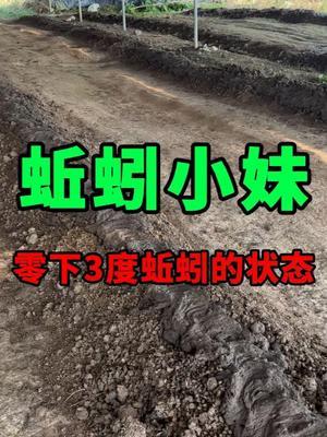 零下3度，紫蚯蚓在保温，红蚯蚓依然在出货 #蚯蚓养殖 #三农 #农村创业