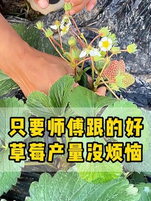 只要师傅跟的好，草莓产量没烦恼，师傅不需要多，跟对一个就够了 #草莓种植  #大丰收  #正能量  #农业种植 #草莓采摘园