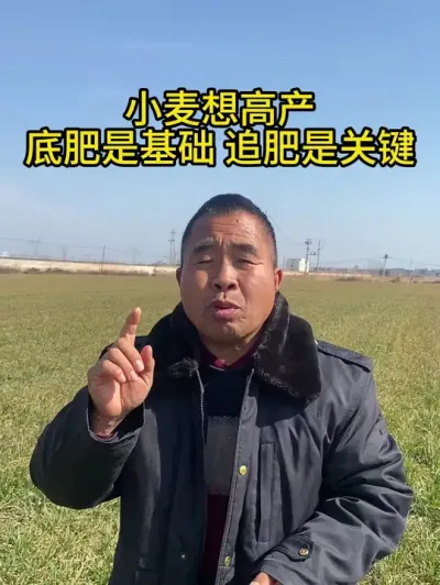 小麦想高产，底肥是基础，追肥是关键！ #小麦追肥 #服务三农支持三农 #小麦种植 #小麦管理